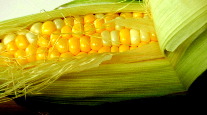 corn_cob2_720x400